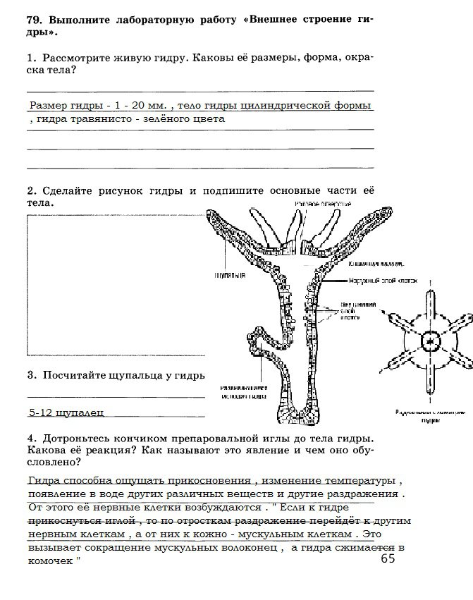 Даркнет зеркало