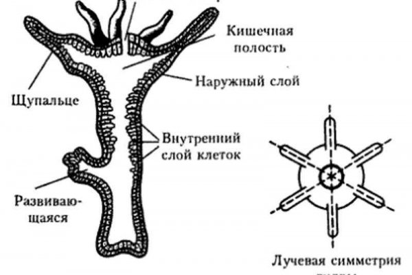 Кракен порошок